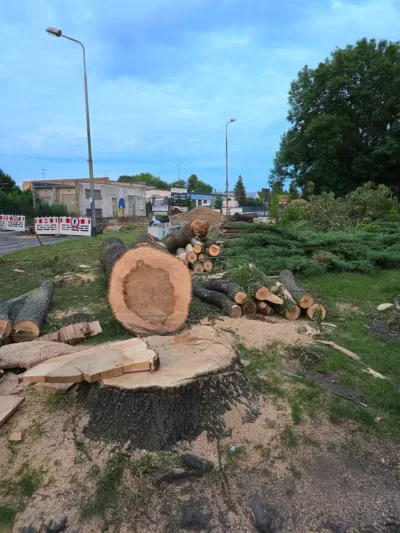Stare drzewa przegrały z zatoką autobusową. Radny o wycince na Kopernika: Typowy miejski greenwashing