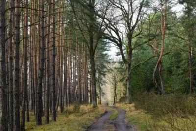 Nadleśnictwo Syców kupuje grunty. Masz las na sprzedaż?