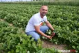 Trudny sezon dla plantatorów. W Jenkowicach trwają ostatnie truskawkowe samozbiory
