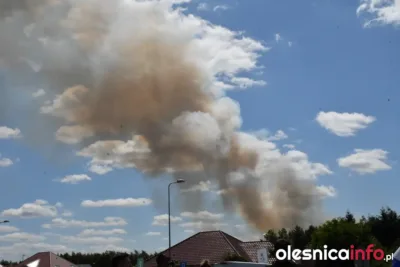Duży pożar traw w Dobroszycach. Ogień blisko domów, strażacy w akcji