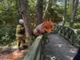 Powalone drzewo w Twardogórze. Szybka interwencja strażaków