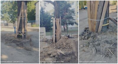 „Beton wygrywa ze zdrowym rozsądkiem”? Radny alarmuje o niszczeniu drzew przy ul. Kopernika