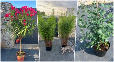 Egzotyczne rośliny w super cenach! Wielka wyprzedaż w Garden Point na ul. Pszenicznej
