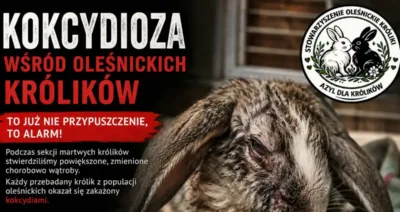 Badania potwierdzają obecność groźnego pasożyta w populacji oleśnickich królików