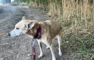 Cudem uniknęła śmierci pod Oleśnicą. Pogryziona psia staruszka w rowie