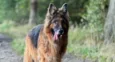 Wróciła z adopcji po 7 latach. 10-letnia Szajba pilnie szuka domu na ostatnie lata życia