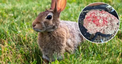 Trucizna w karmniku dla królików? Zagrożone dzieci i zwierzęta