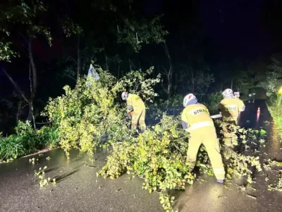 Interwencja strażaków. Powalone drzewo zablokowało trasę