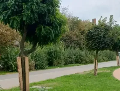 Wykopy dawno zasypane, trawa urosła, a deski na drzewach zostały