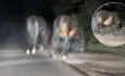 Konie biegały po drodze. Szybka reakcja mieszkańców pomogła uniknąć zagrożenia