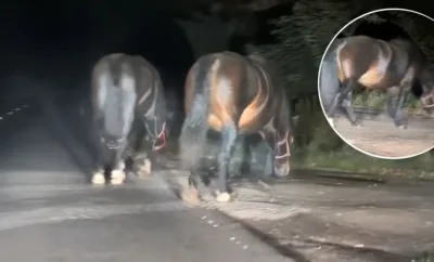 Konie biegały po drodze. Szybka reakcja mieszkańców pomogła uniknąć zagrożenia